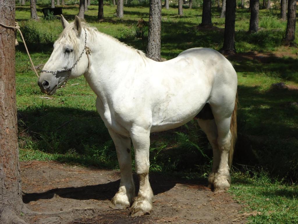 Hotel Fazenda Pampas Canela Kültér fotó