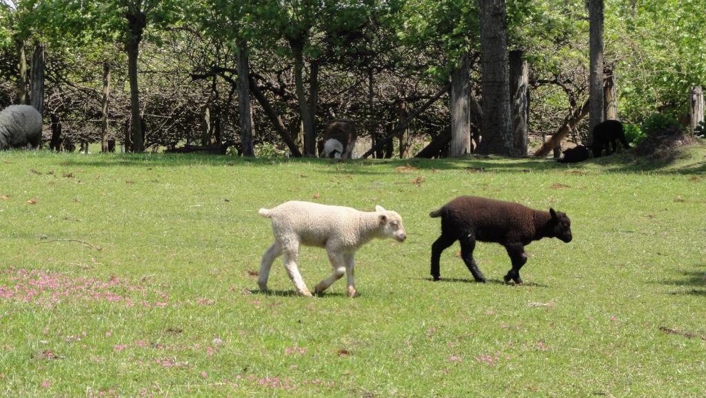 Hotel Fazenda Pampas Canela Kültér fotó